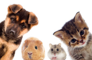 pet dander kitten puppy Clean Air Quality Advanced AC