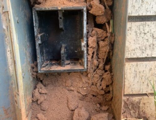 Ants and Your Air Conditioning-Crazy But True!